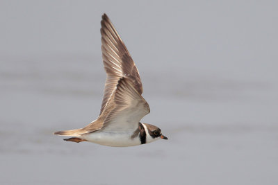 Semipalmated Plover