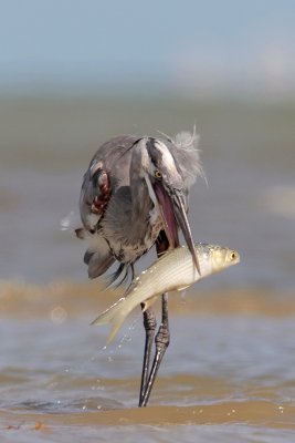 Great Blue Heron