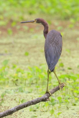 Tricolored Heron