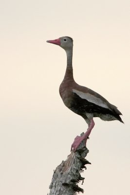 Black-bellied Whistling-Duck