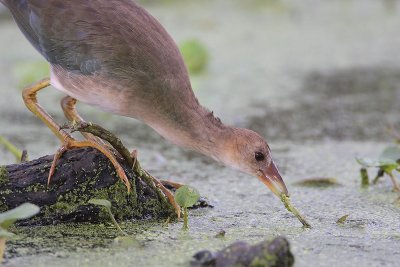 Purple Gallinule