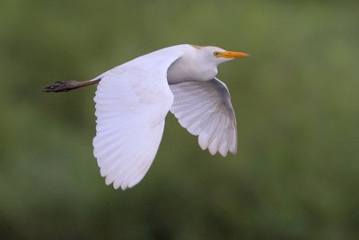 Cattle Egret