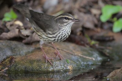 Northern Waterthrush