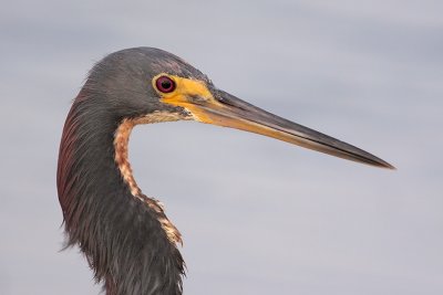 Tricolored Heron