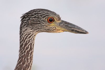 Yellow-crowned Night-Heron