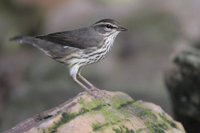 Northern Waterthrush