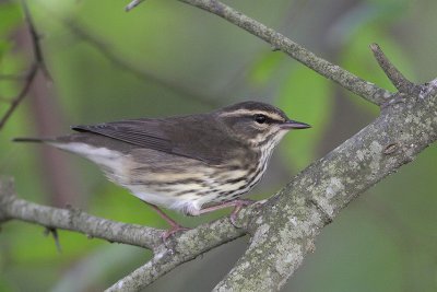 Northern Waterthrush