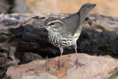 Northern Waterthrush