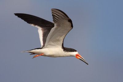 Black Skimmer