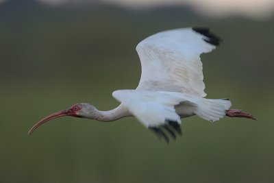 White Ibis