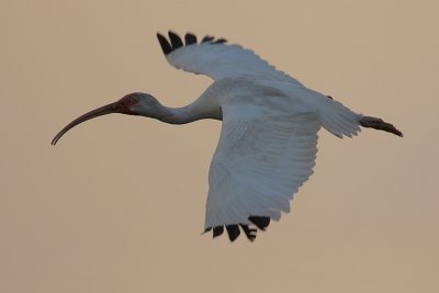 White Ibis