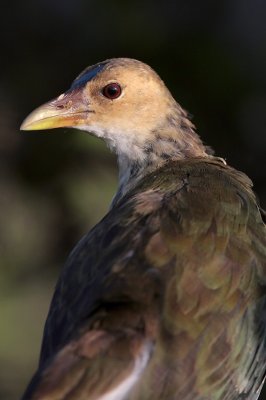 Purple Gallinule