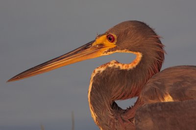 Tricolored Heron