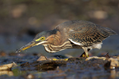 Green Heron