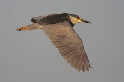 Black-crowned Night-Heron