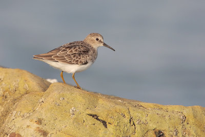 Least Sandpiper