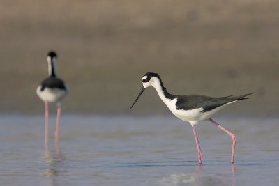 Black-necked Stilt