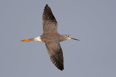 Greater yellowlegs