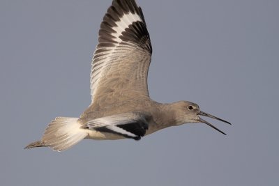 Willet