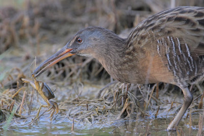 Clapper Rail