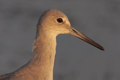 Willet