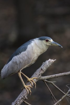 Black-crowned Night-Heron