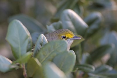 White-eyed Vireo