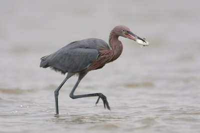 Reddish Egret