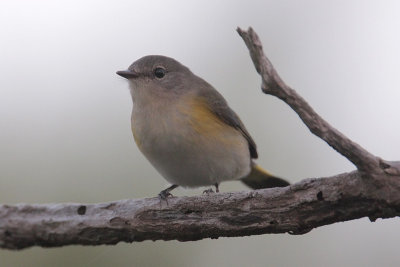 American Redstart