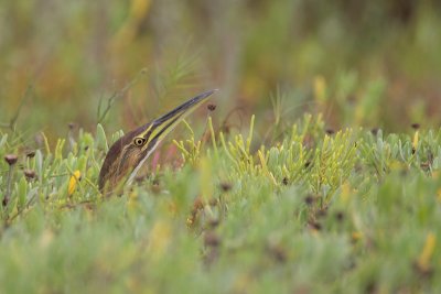 American Bittern