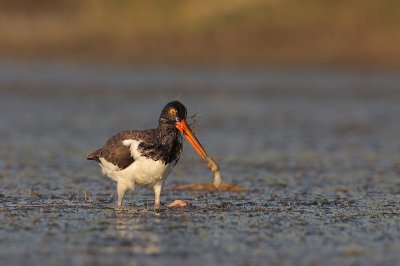 American Oystercatcher