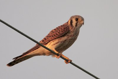 American Kestrel