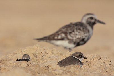 Semipalmated Plover