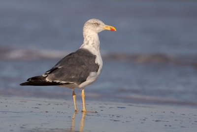 Lesser Black-backed Gull