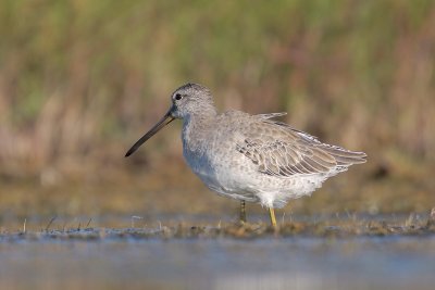 Short-billed Dowitcher