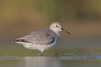 Red Knot