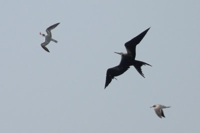 Magnificent Frigatebird chasing Royal Tern