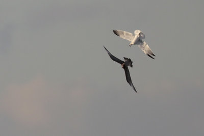 Parasitic Jaeger