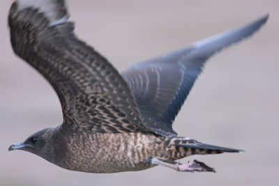 Parasitic Jaeger