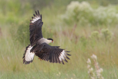 Crested Caracara