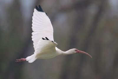 White Ibis