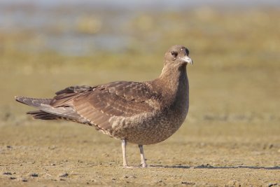 Parasitic Jaeger