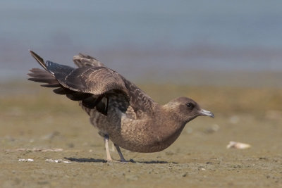 Parasitic Jaeger