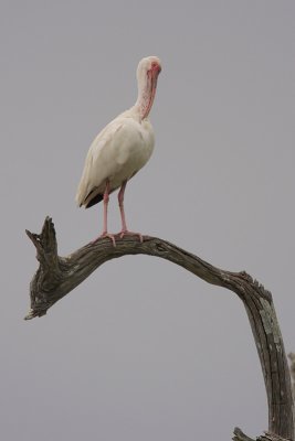 White Ibis