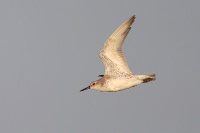 Red Knot