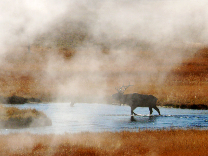 Steamy chase through Biscuit Basin, Yellowstone National Park, Wyoming, 2006