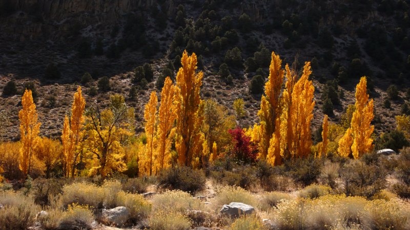 Fall colors, June Lake Loop, California, 2006