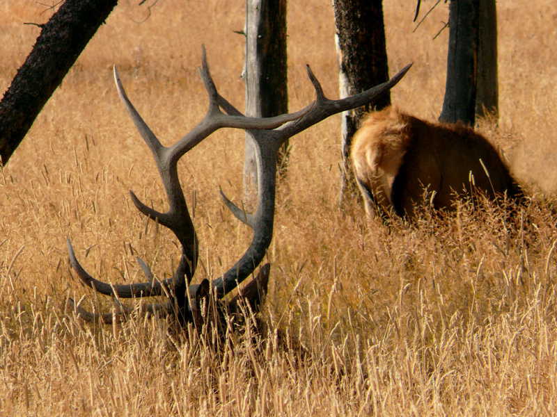 Biding his time, Madison Valley, Yellowstone National Park, Wyoming, 2006