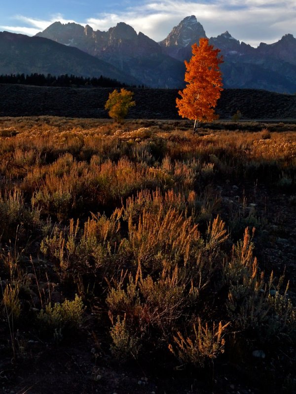 The lone Aspen, Grand Teton National Park, Wyoming, 2006