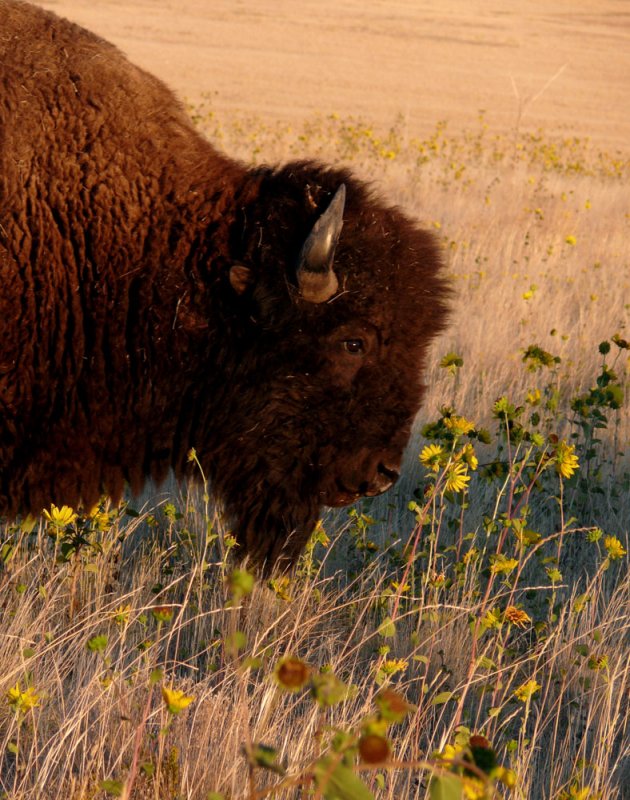 Bison and wildflowers, Antelope Island State Park, Utah, 2006